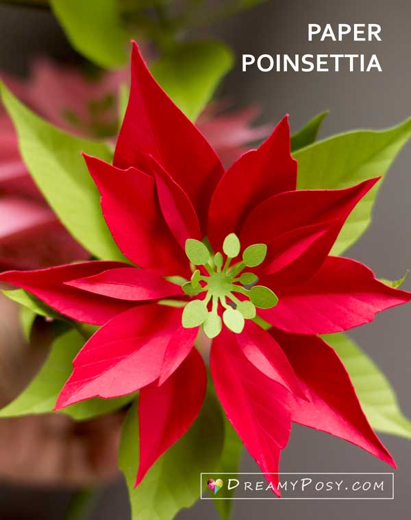 Paper Poinsettia DreamyPosy Templates