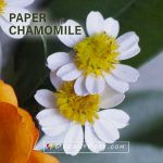 Paper chamomile template
